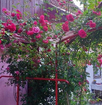Casa Boierului Imbri Villa คือร์ตีโชอารา ภายนอก รูปภาพ