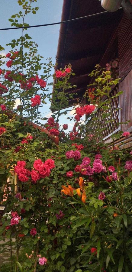 Casa Boierului Imbri Villa คือร์ตีโชอารา ภายนอก รูปภาพ